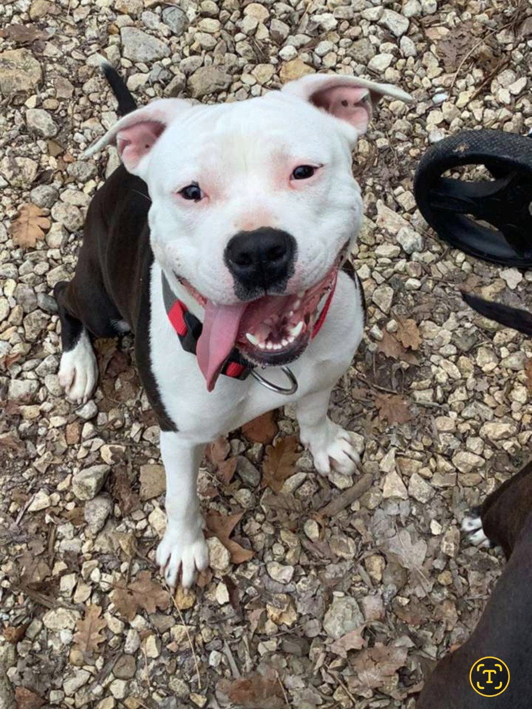 terrier’s paradise Uanna