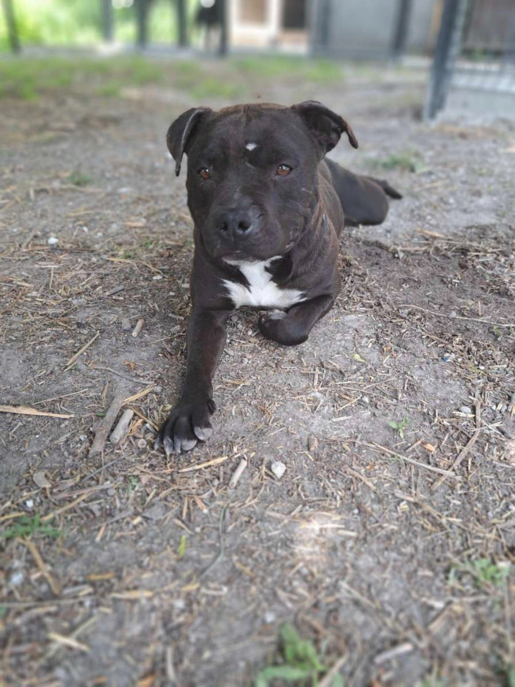 Salameche De La Skylé Aréna