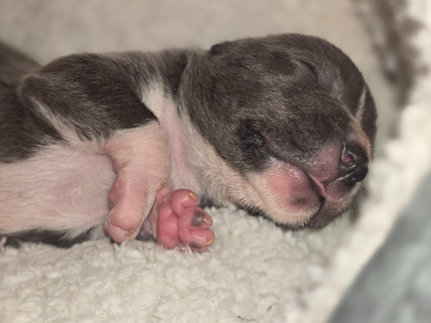 Portée salameche et venom 