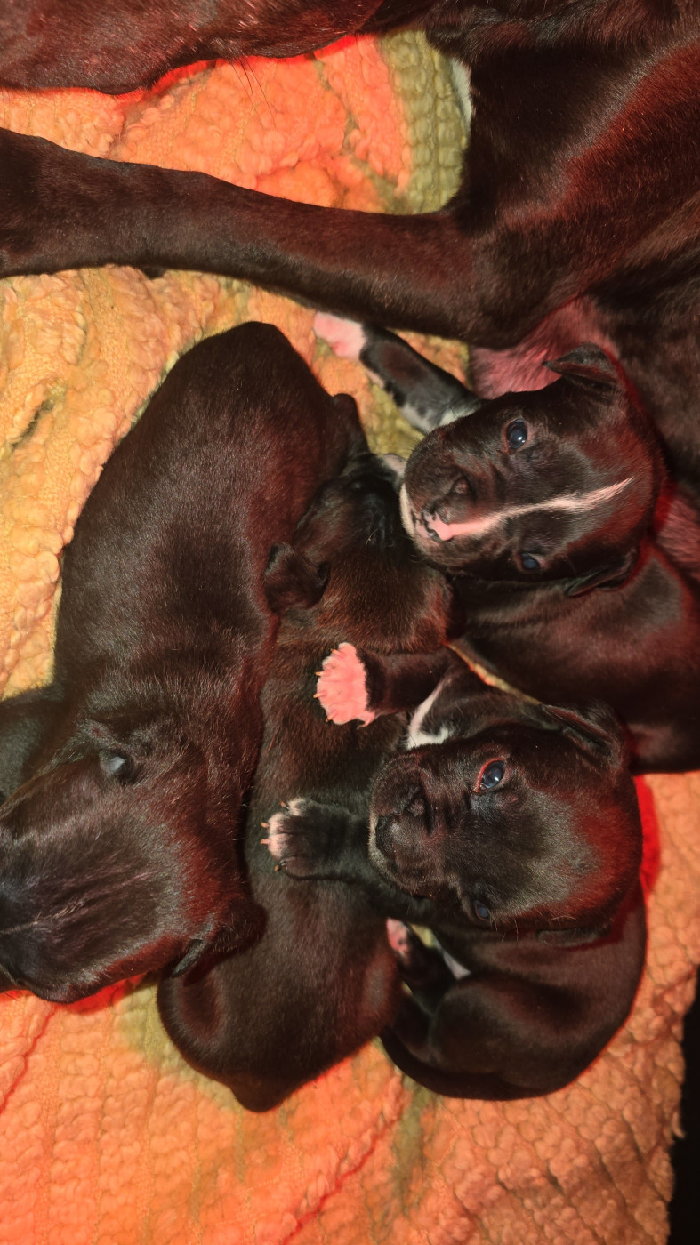 Chiot American Staffordshire Terrier Julien Heid