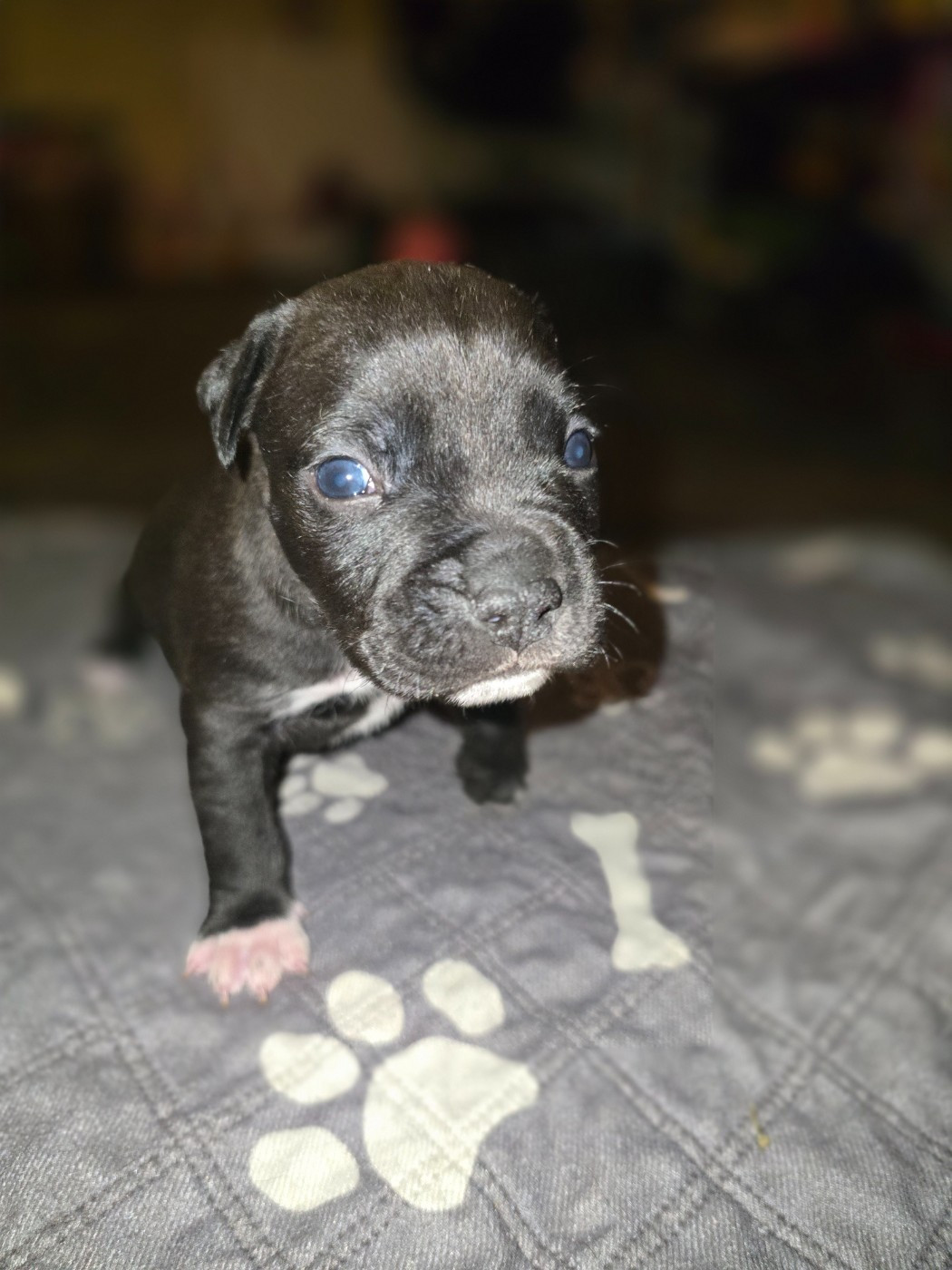 Julien Heid - Chiots disponibles - American Staffordshire Terrier