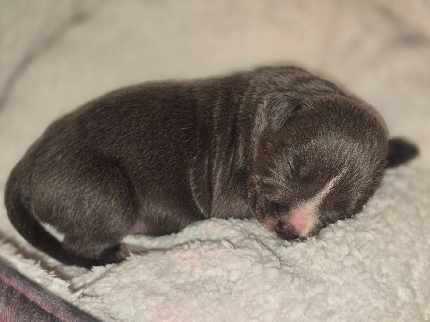 Julien Heid - Chiots disponibles - American Staffordshire Terrier