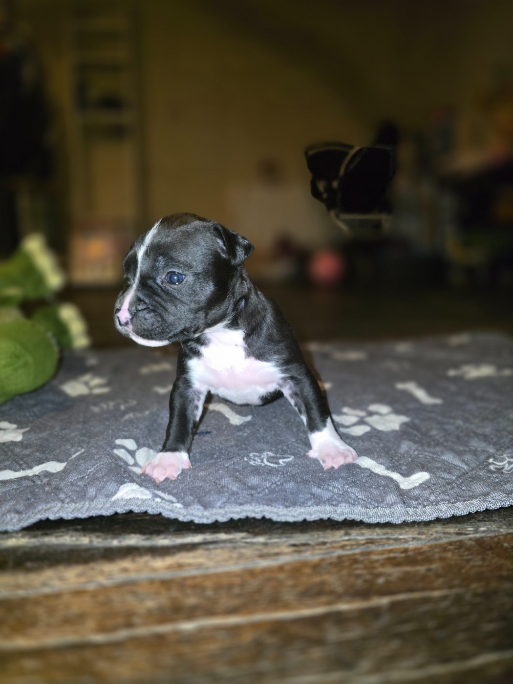 Julien Heid - Chiots disponibles - American Staffordshire Terrier
