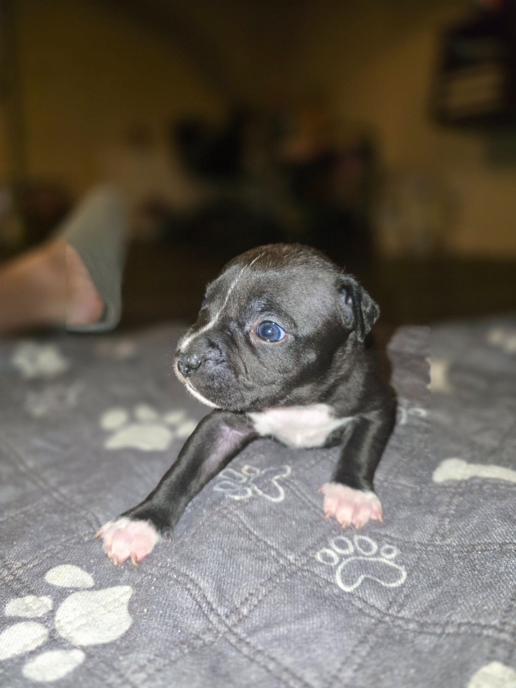 Julien Heid - Chiots disponibles - American Staffordshire Terrier