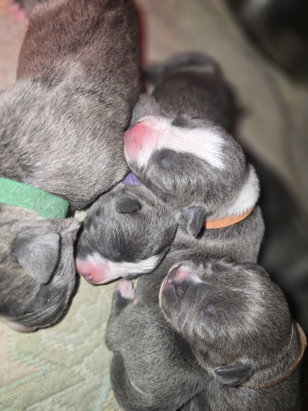 Chiot American Staffordshire Terrier du Royaume de Tchikos
