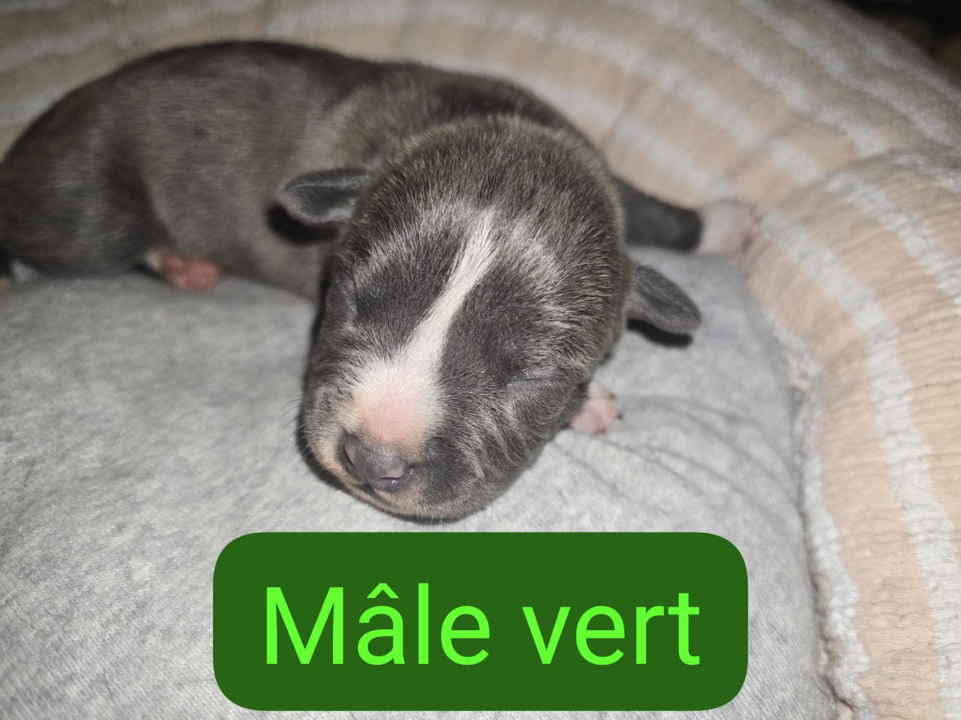 du Royaume de Tchikos - Chiots disponibles - American Staffordshire Terrier