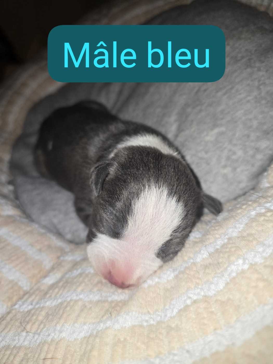 du Royaume de Tchikos - Chiots disponibles - American Staffordshire Terrier