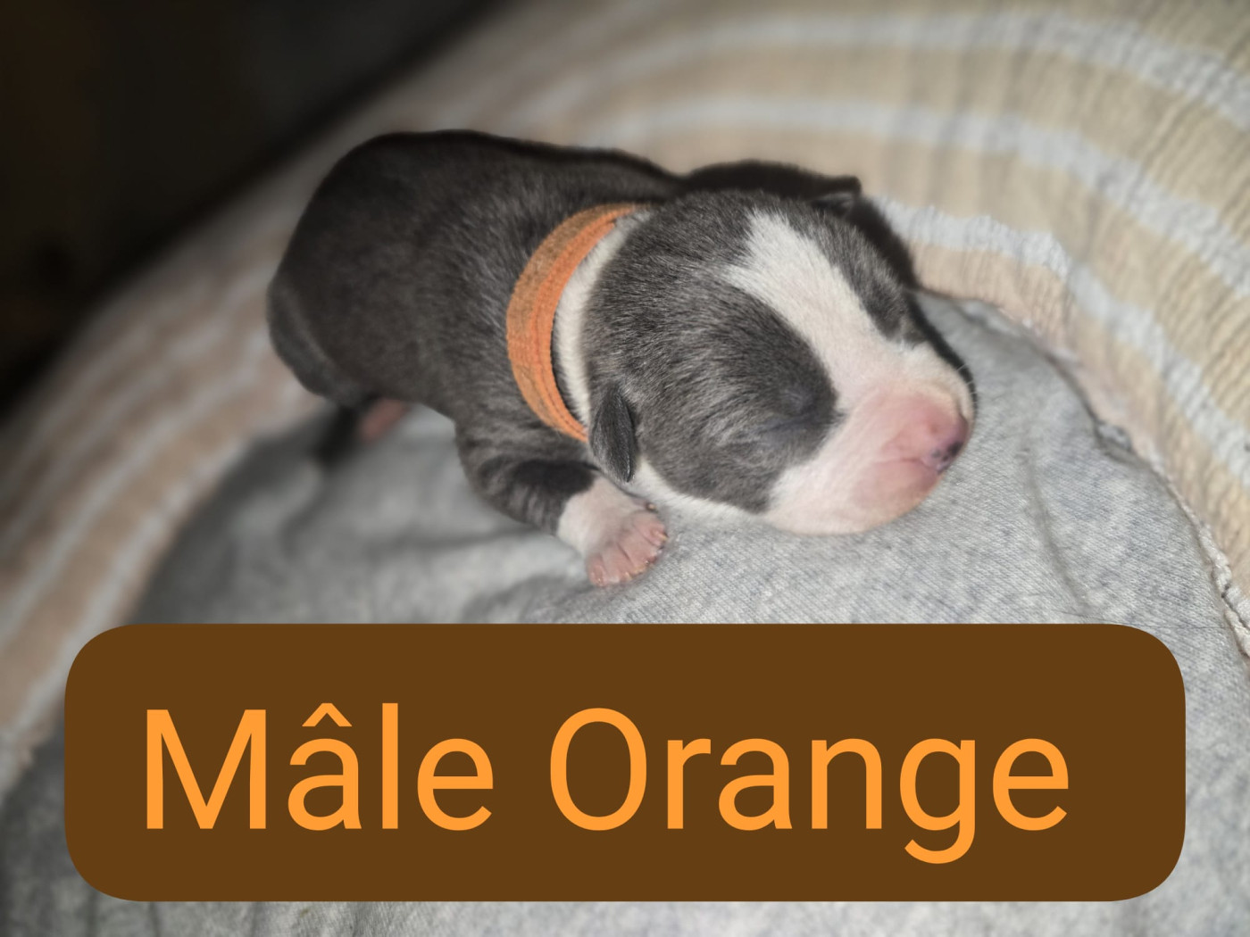 du Royaume de Tchikos - Chiots disponibles - American Staffordshire Terrier