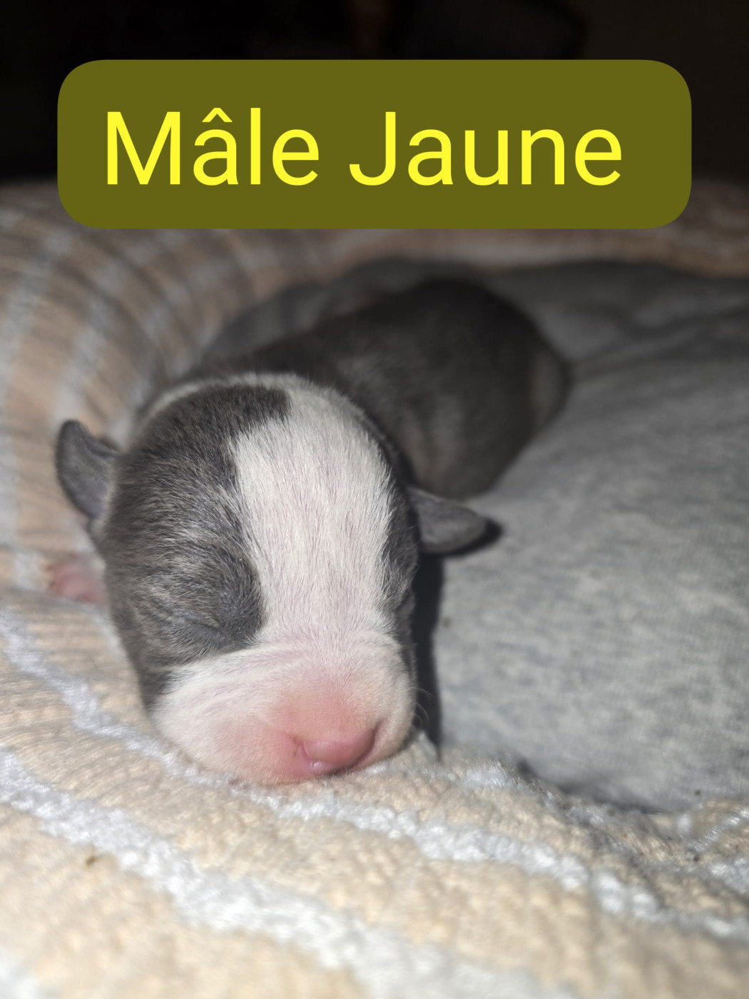 du Royaume de Tchikos - Chiots disponibles - American Staffordshire Terrier