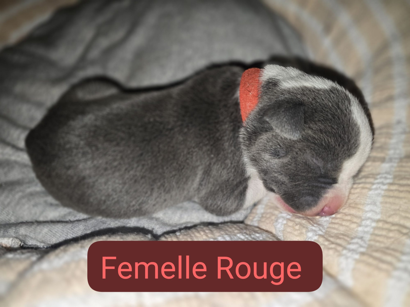 du Royaume de Tchikos - Chiots disponibles - American Staffordshire Terrier