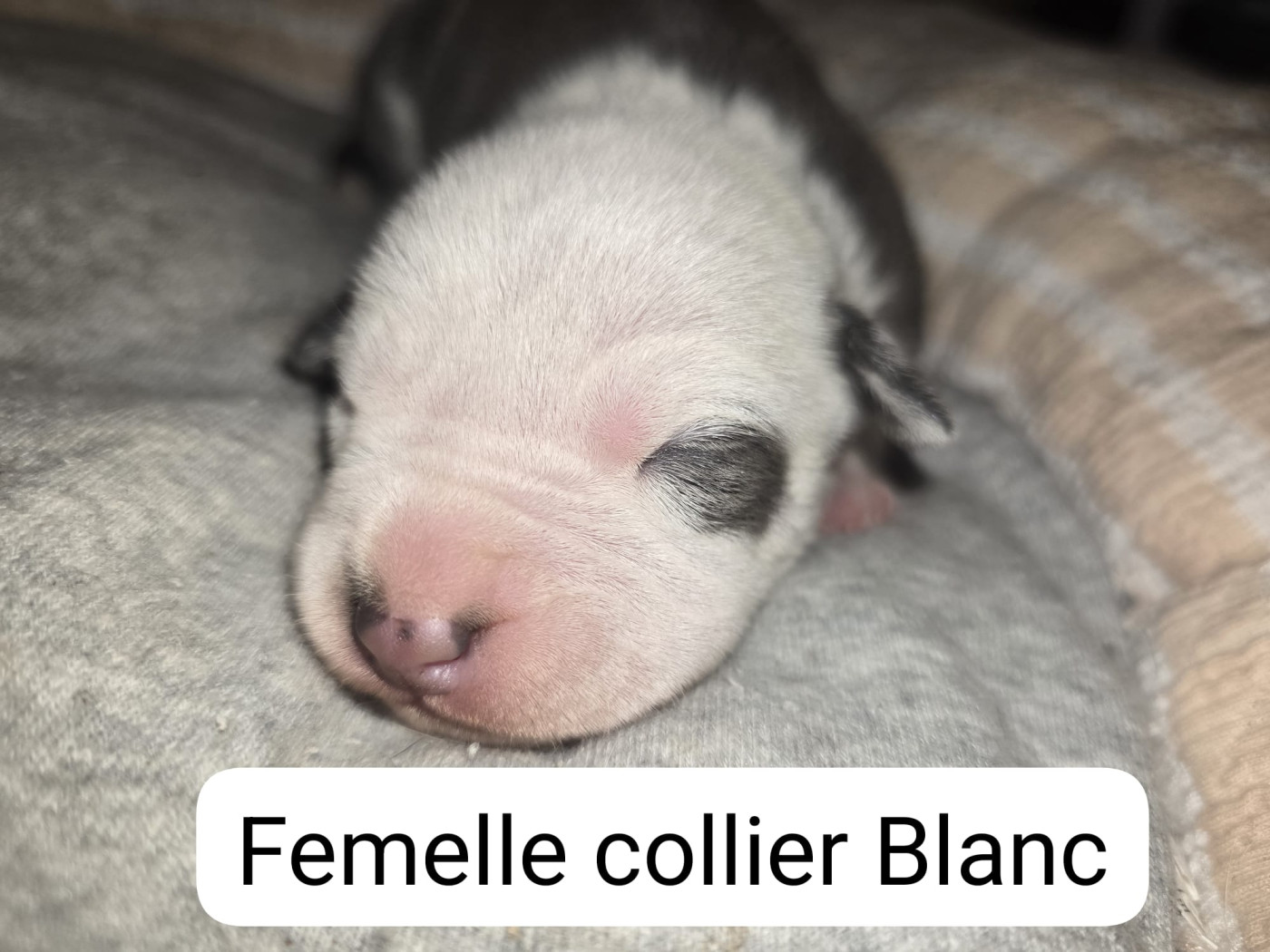du Royaume de Tchikos - Chiots disponibles - American Staffordshire Terrier