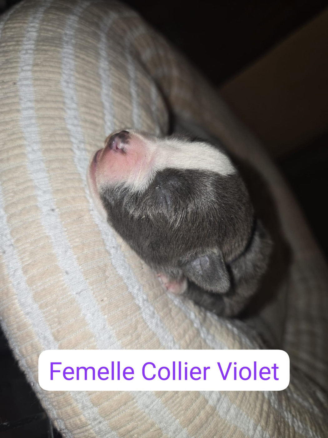 du Royaume de Tchikos - Chiots disponibles - American Staffordshire Terrier