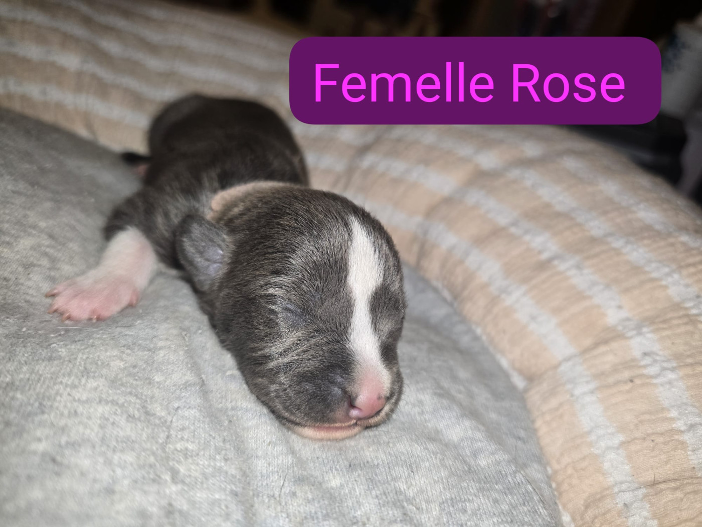 du Royaume de Tchikos - Chiots disponibles - American Staffordshire Terrier