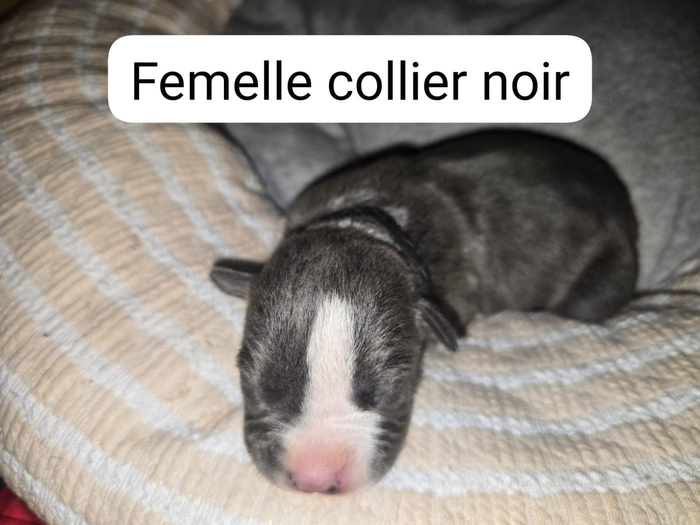 du Royaume de Tchikos - Chiots disponibles - American Staffordshire Terrier