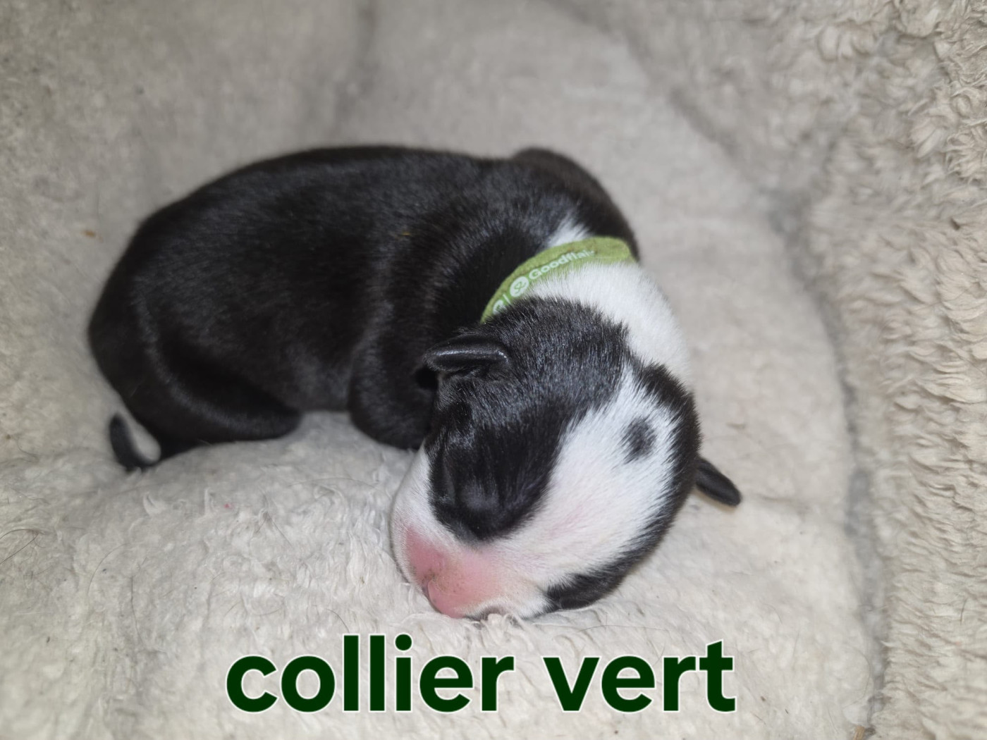 du Royaume de Tchikos - Chiots disponibles - American Staffordshire Terrier