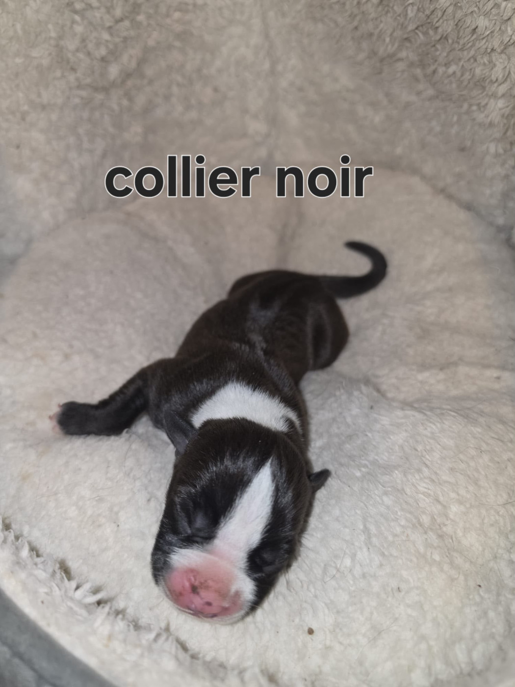 du Royaume de Tchikos - Chiots disponibles - American Staffordshire Terrier