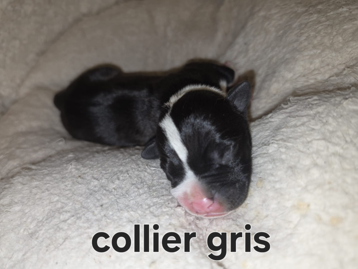 du Royaume de Tchikos - Chiots disponibles - American Staffordshire Terrier