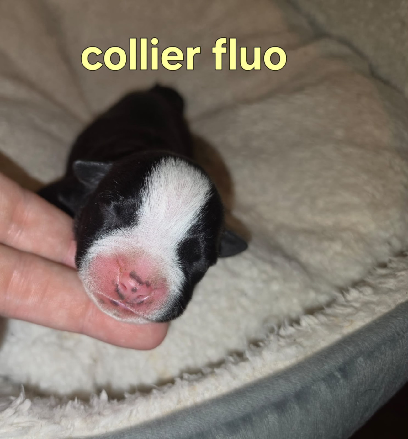 du Royaume de Tchikos - Chiots disponibles - American Staffordshire Terrier