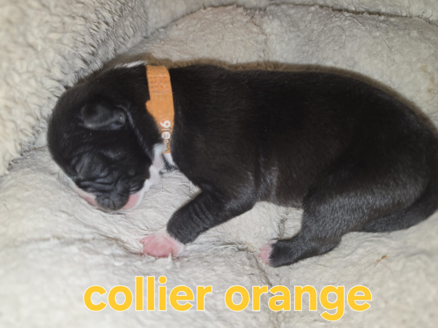 du Royaume de Tchikos - Chiots disponibles - American Staffordshire Terrier