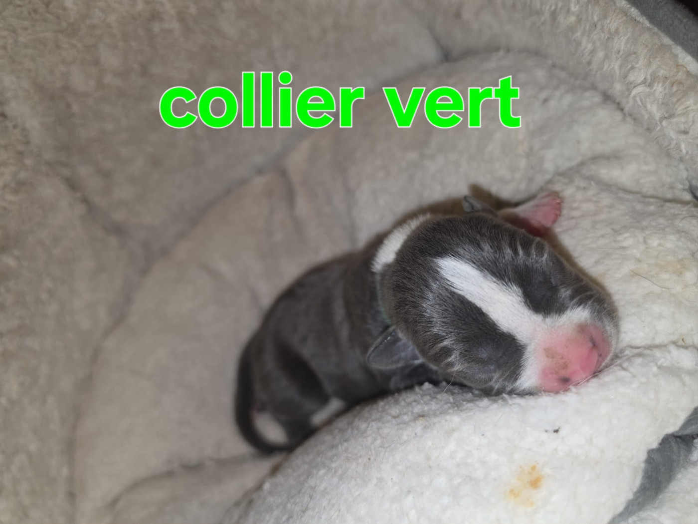 du Royaume de Tchikos - Chiots disponibles - American Staffordshire Terrier