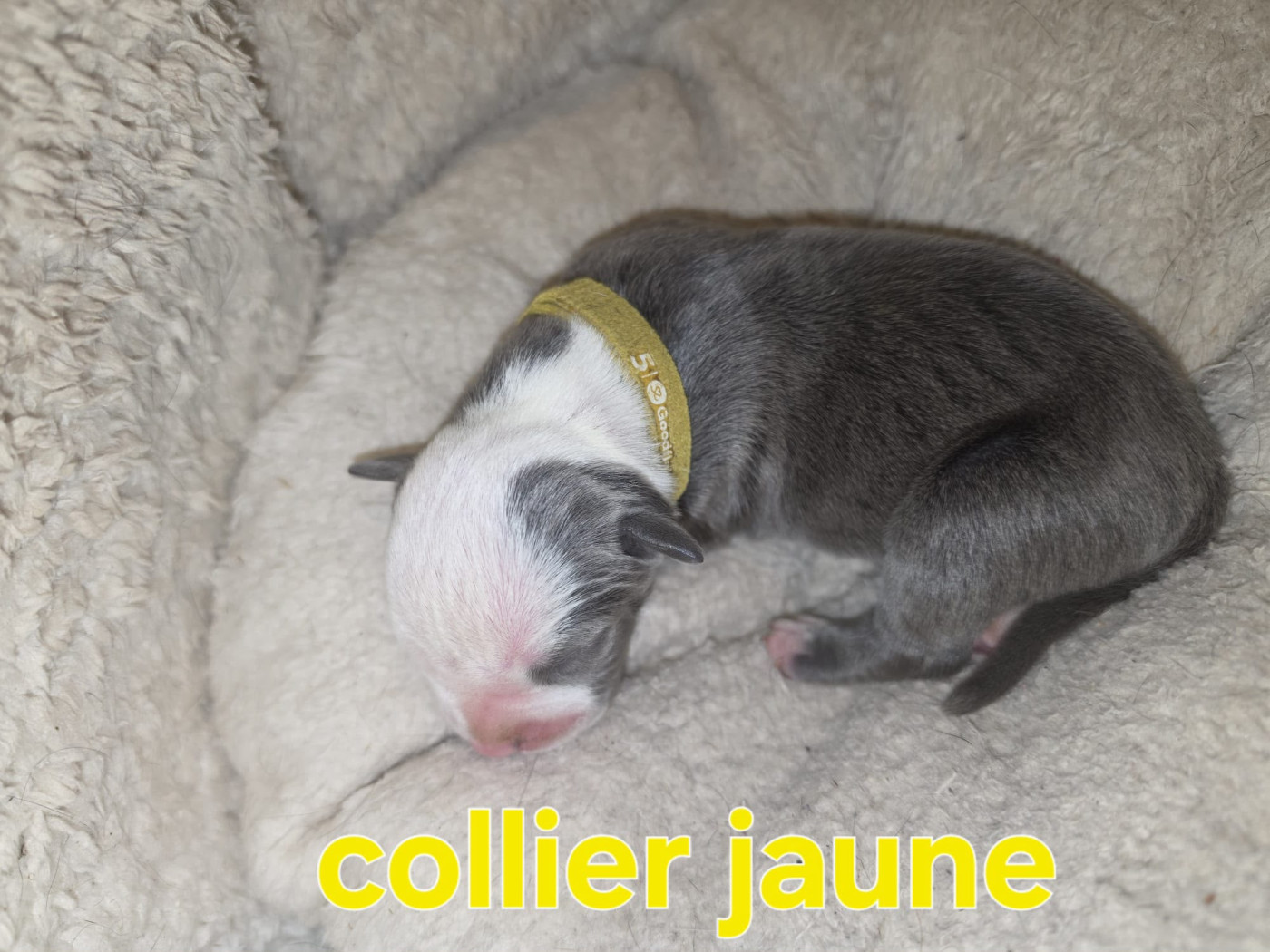 du Royaume de Tchikos - Chiots disponibles - American Staffordshire Terrier