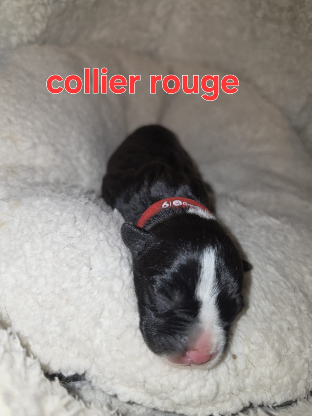 du Royaume de Tchikos - Chiots disponibles - American Staffordshire Terrier