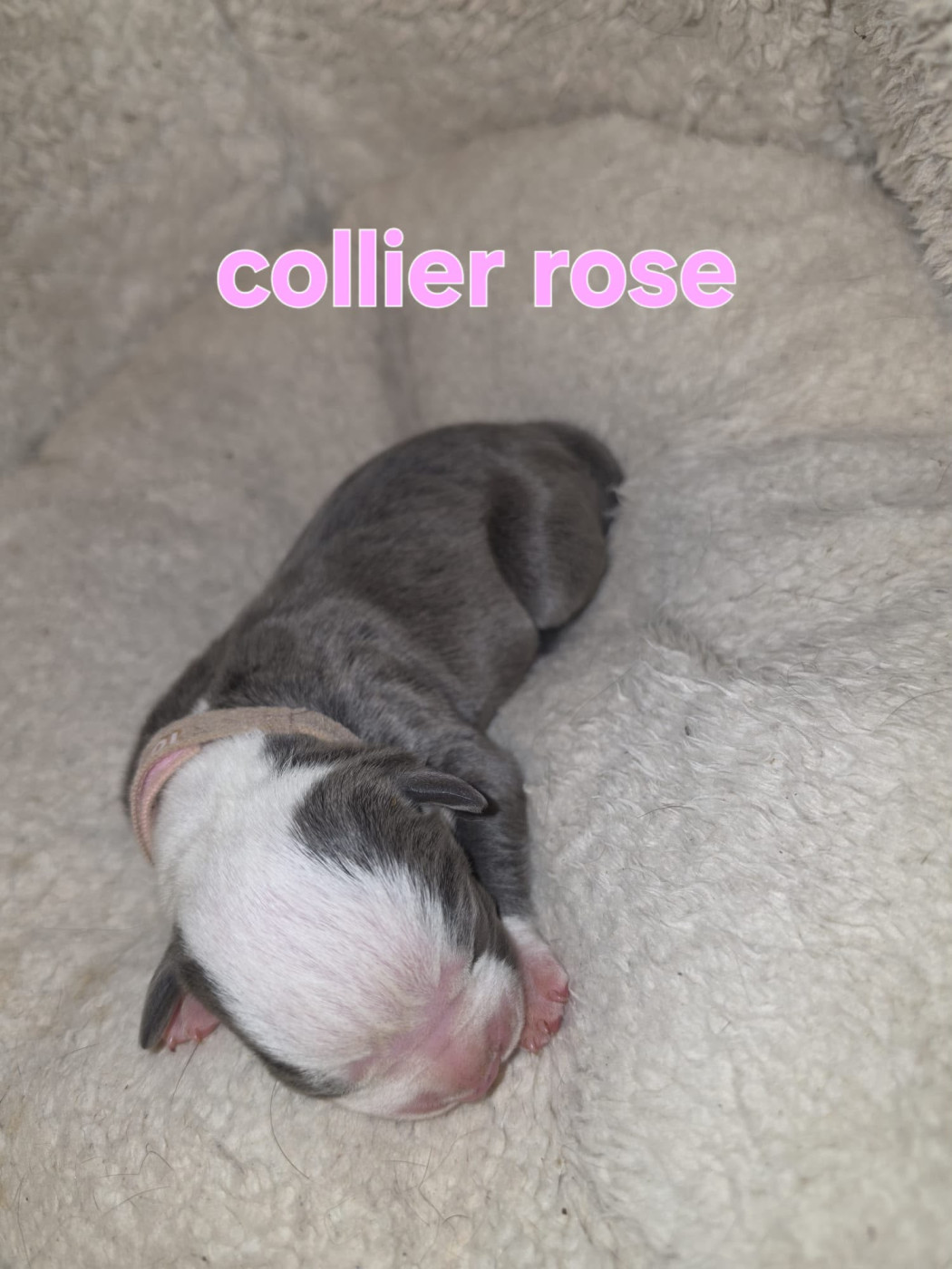 du Royaume de Tchikos - Chiots disponibles - American Staffordshire Terrier