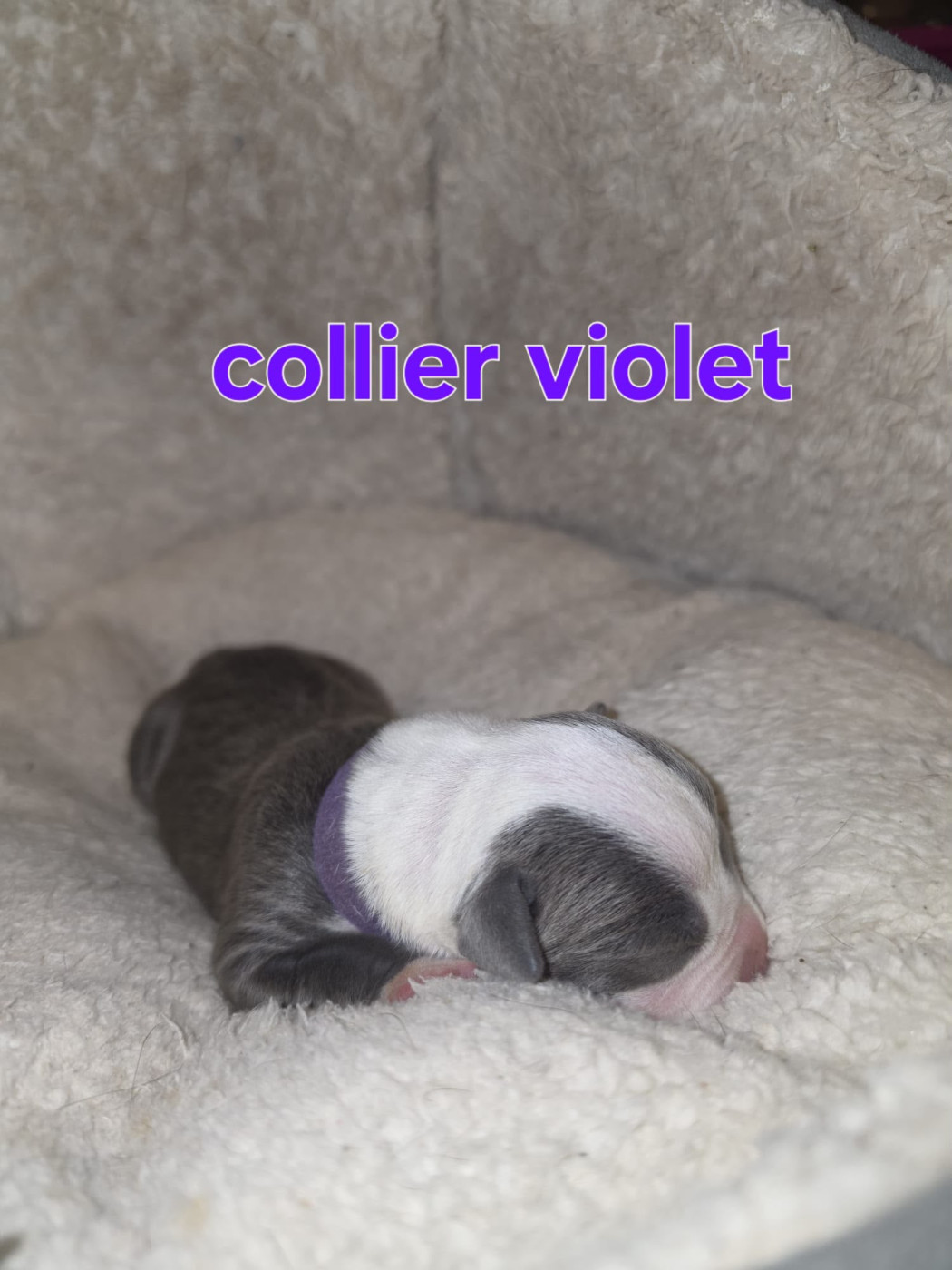 du Royaume de Tchikos - Chiots disponibles - American Staffordshire Terrier