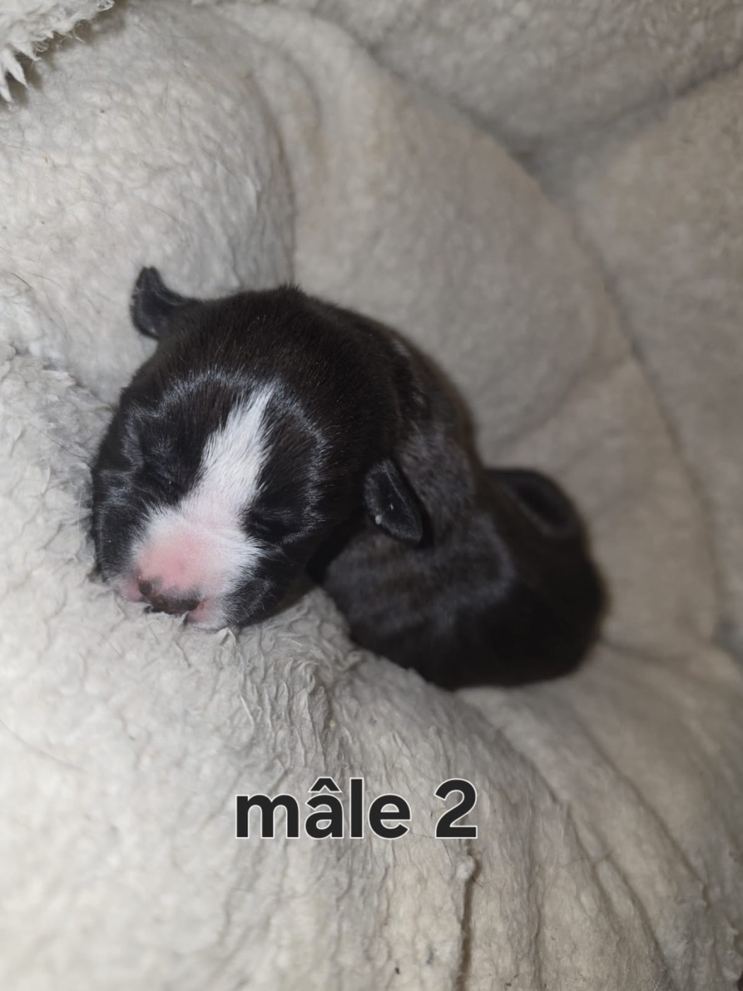 Chiot American Staffordshire Terrier du Royaume de Tchikos