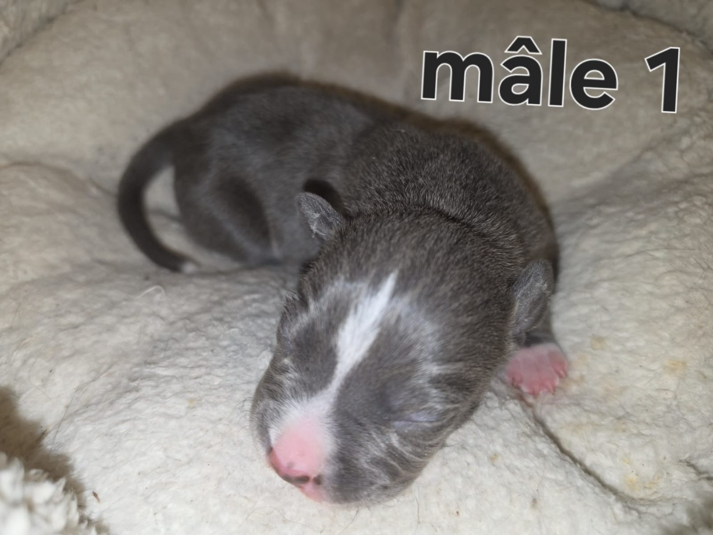 du Royaume de Tchikos - Chiots disponibles - American Staffordshire Terrier