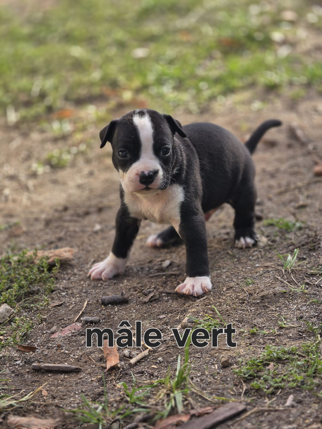 du Royaume de Tchikos - Chiots disponibles - American Staffordshire Terrier