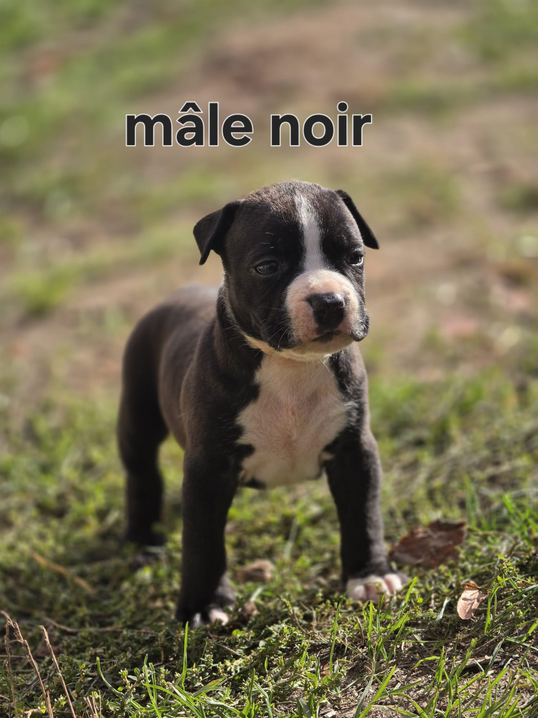 du Royaume de Tchikos - Chiots disponibles - American Staffordshire Terrier
