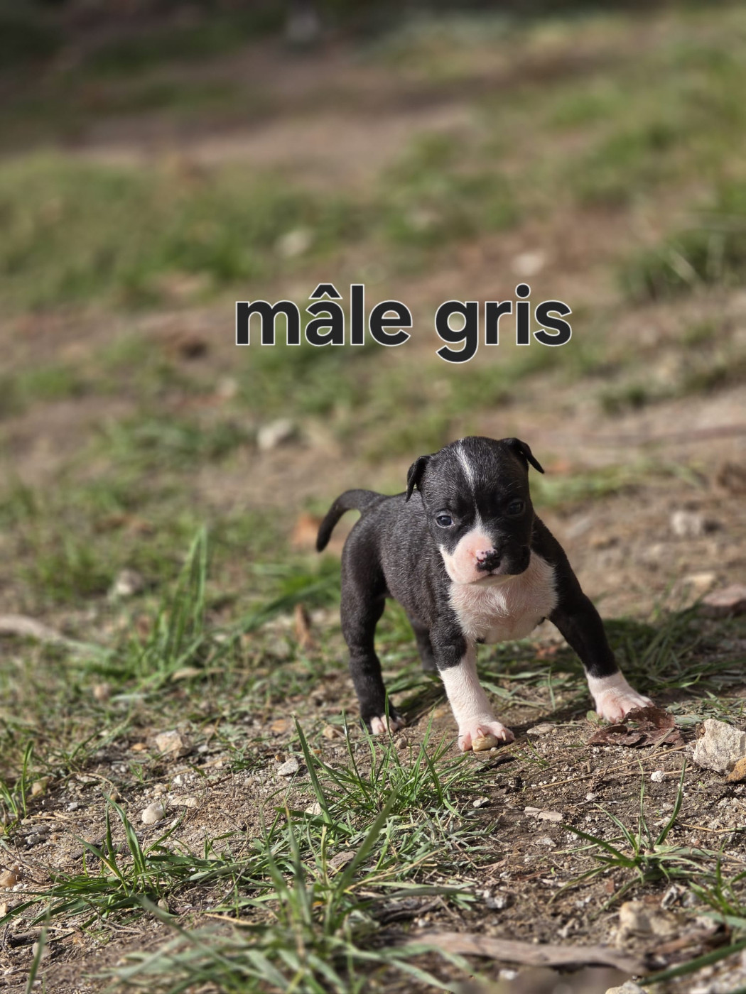 du Royaume de Tchikos - Chiots disponibles - American Staffordshire Terrier