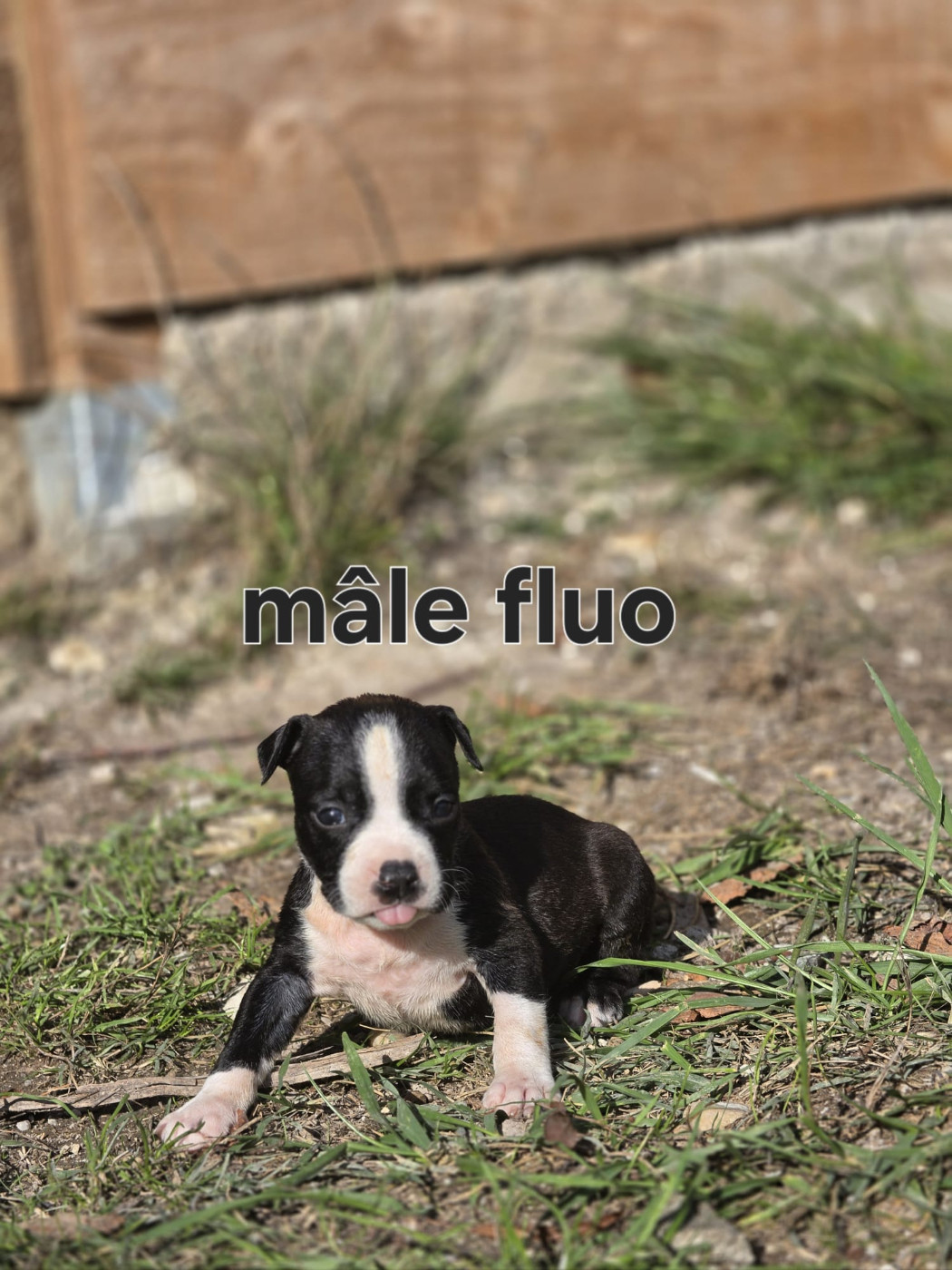 du Royaume de Tchikos - Chiots disponibles - American Staffordshire Terrier