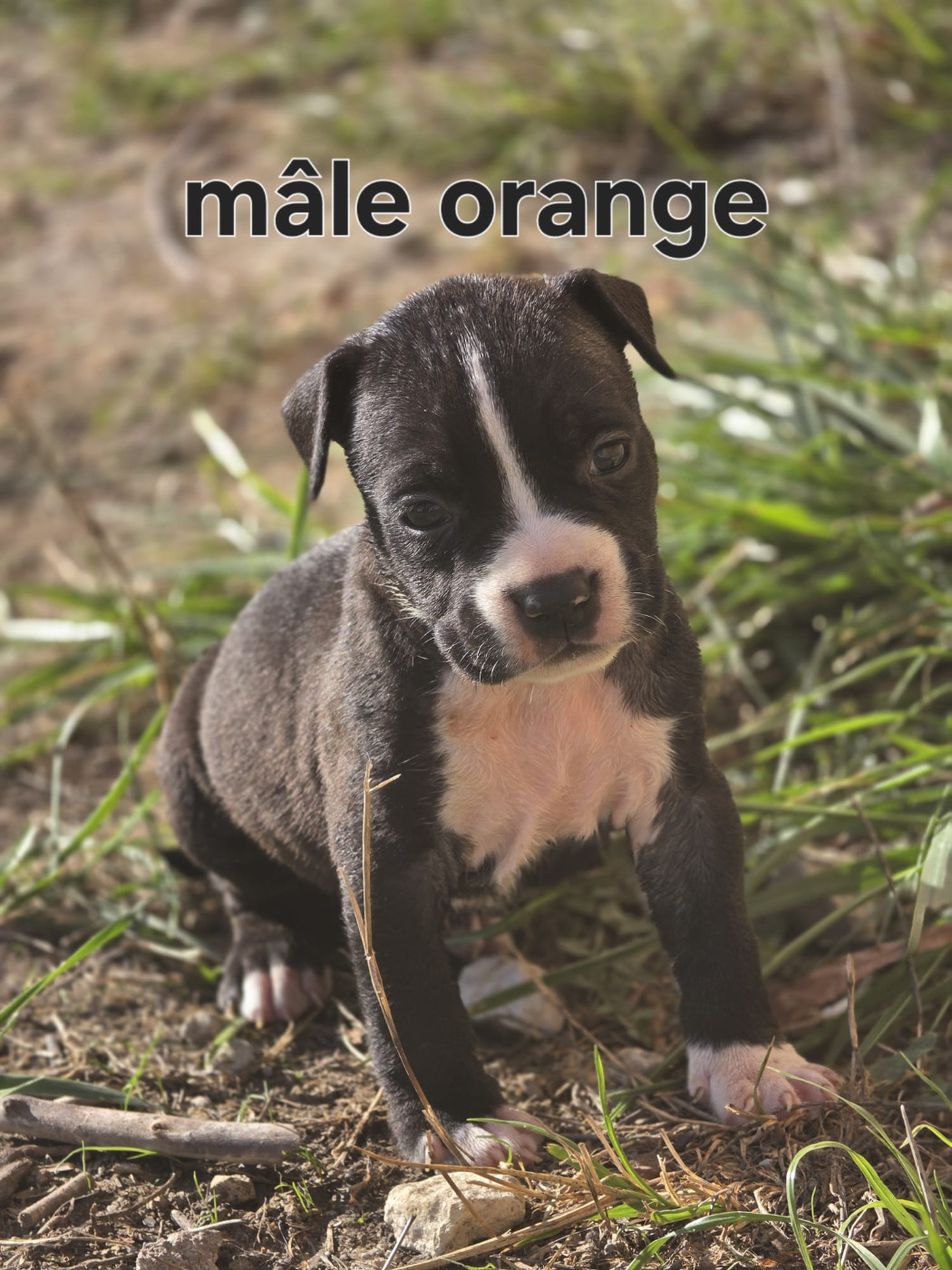 du Royaume de Tchikos - Chiots disponibles - American Staffordshire Terrier