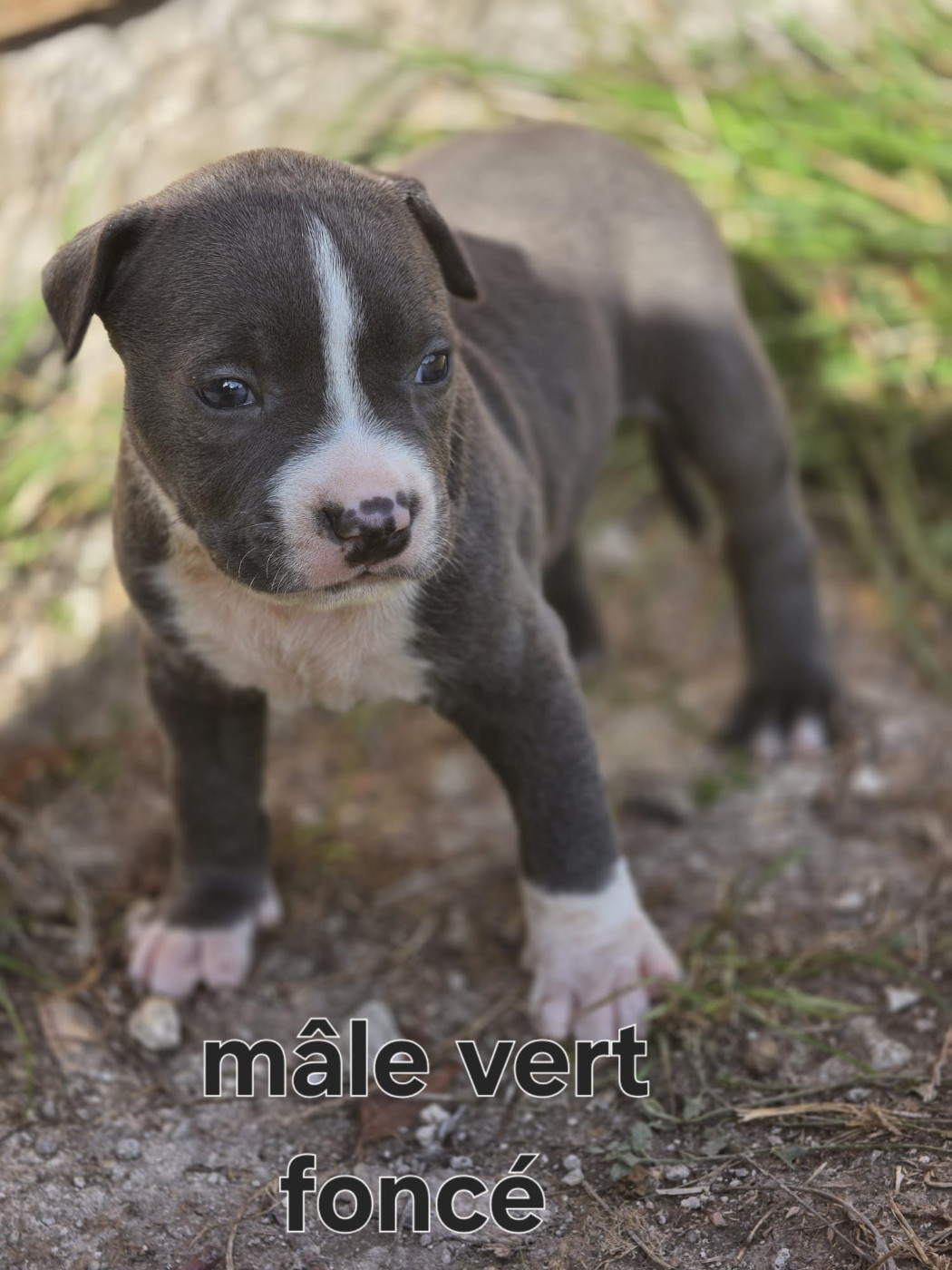 du Royaume de Tchikos - Chiots disponibles - American Staffordshire Terrier