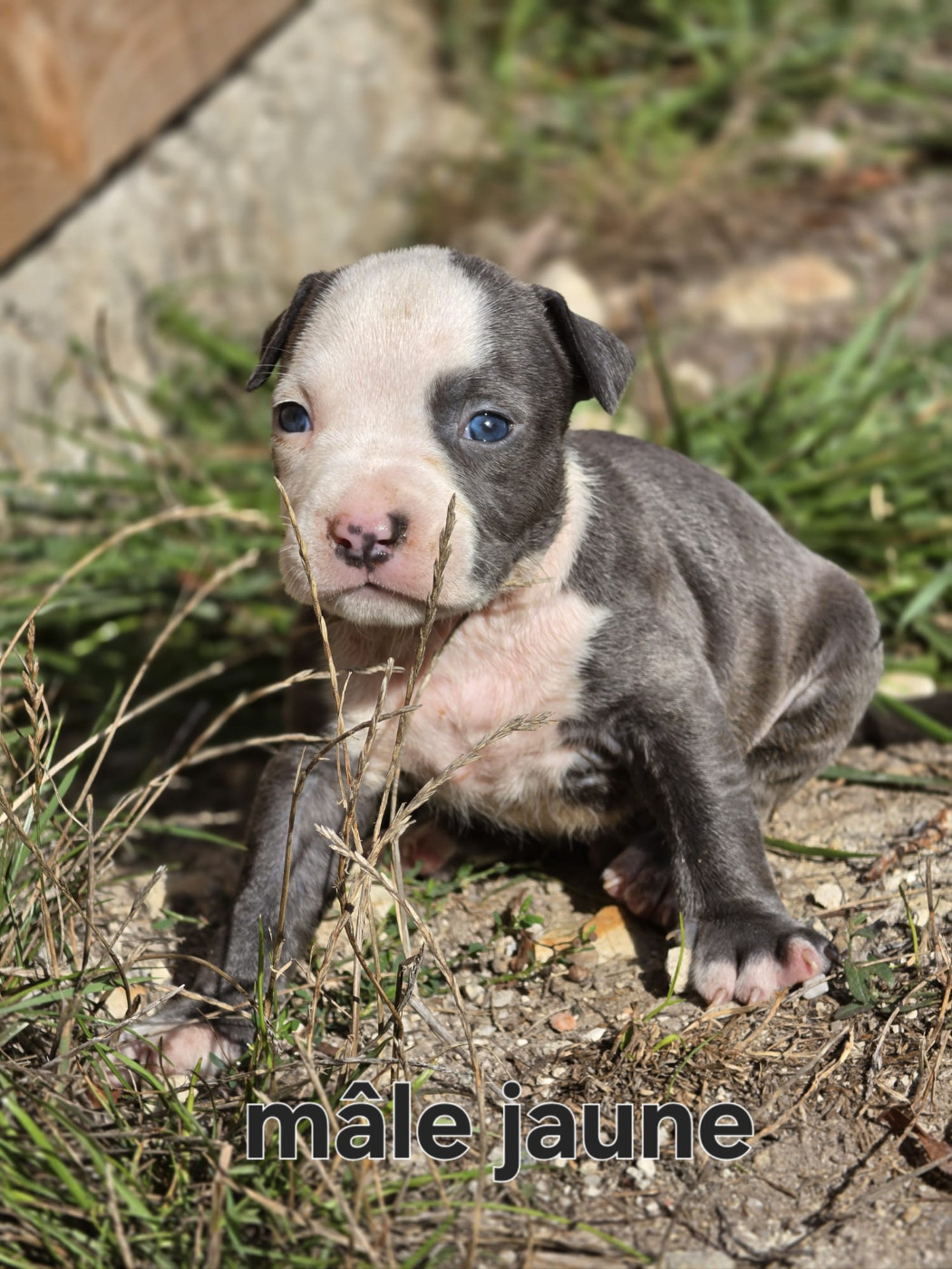 du Royaume de Tchikos - Chiots disponibles - American Staffordshire Terrier