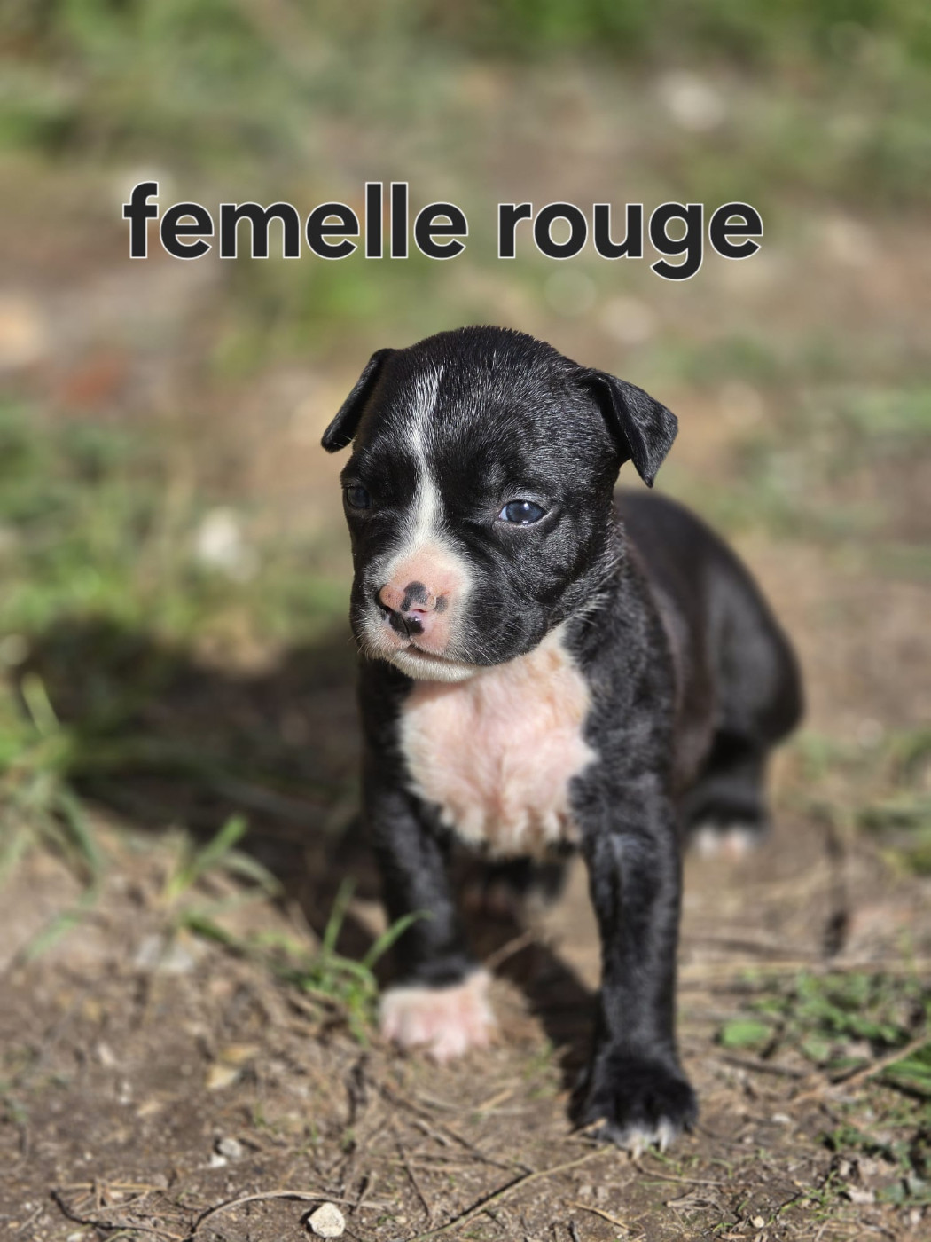 du Royaume de Tchikos - Chiots disponibles - American Staffordshire Terrier