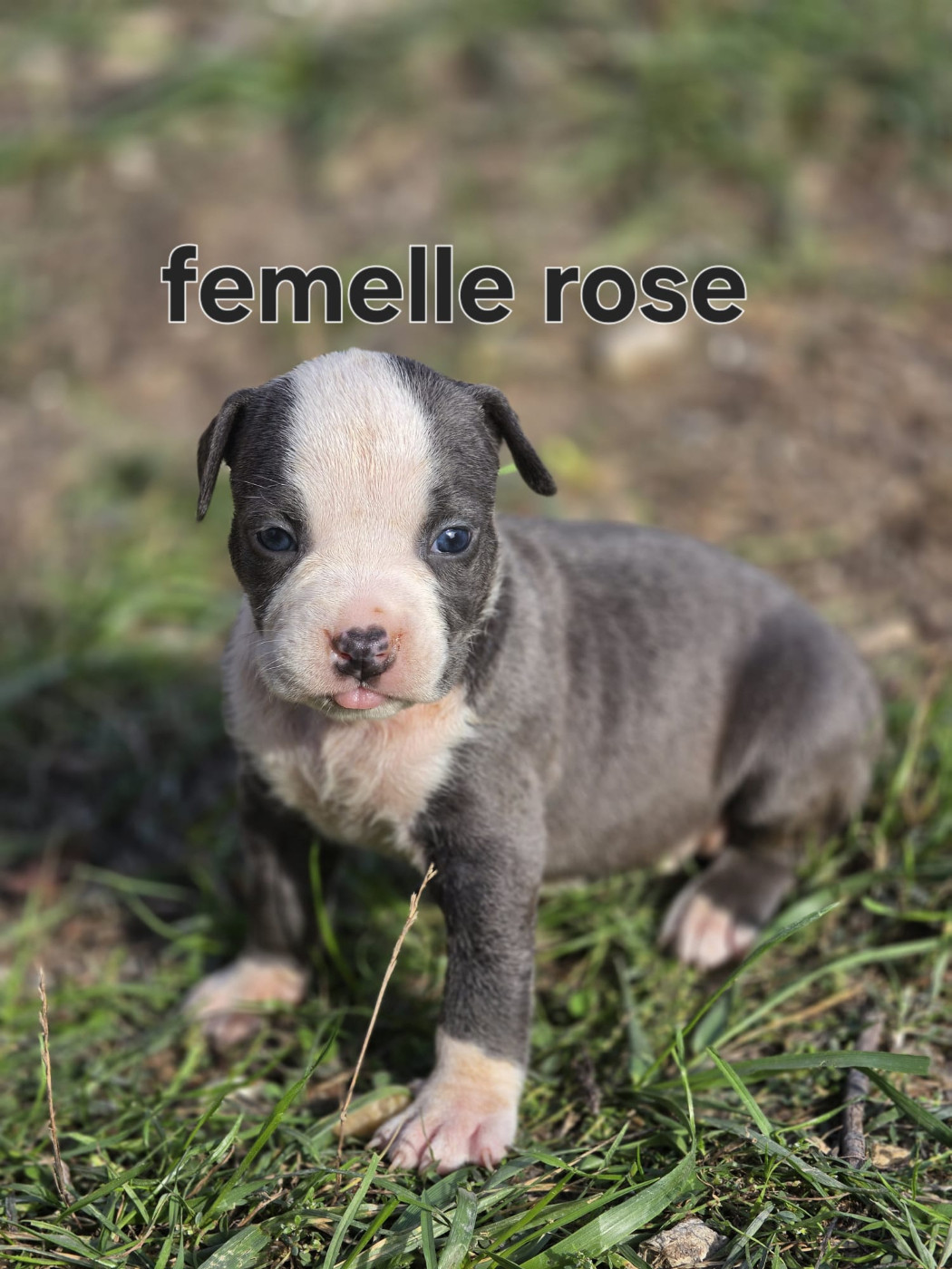 du Royaume de Tchikos - Chiots disponibles - American Staffordshire Terrier