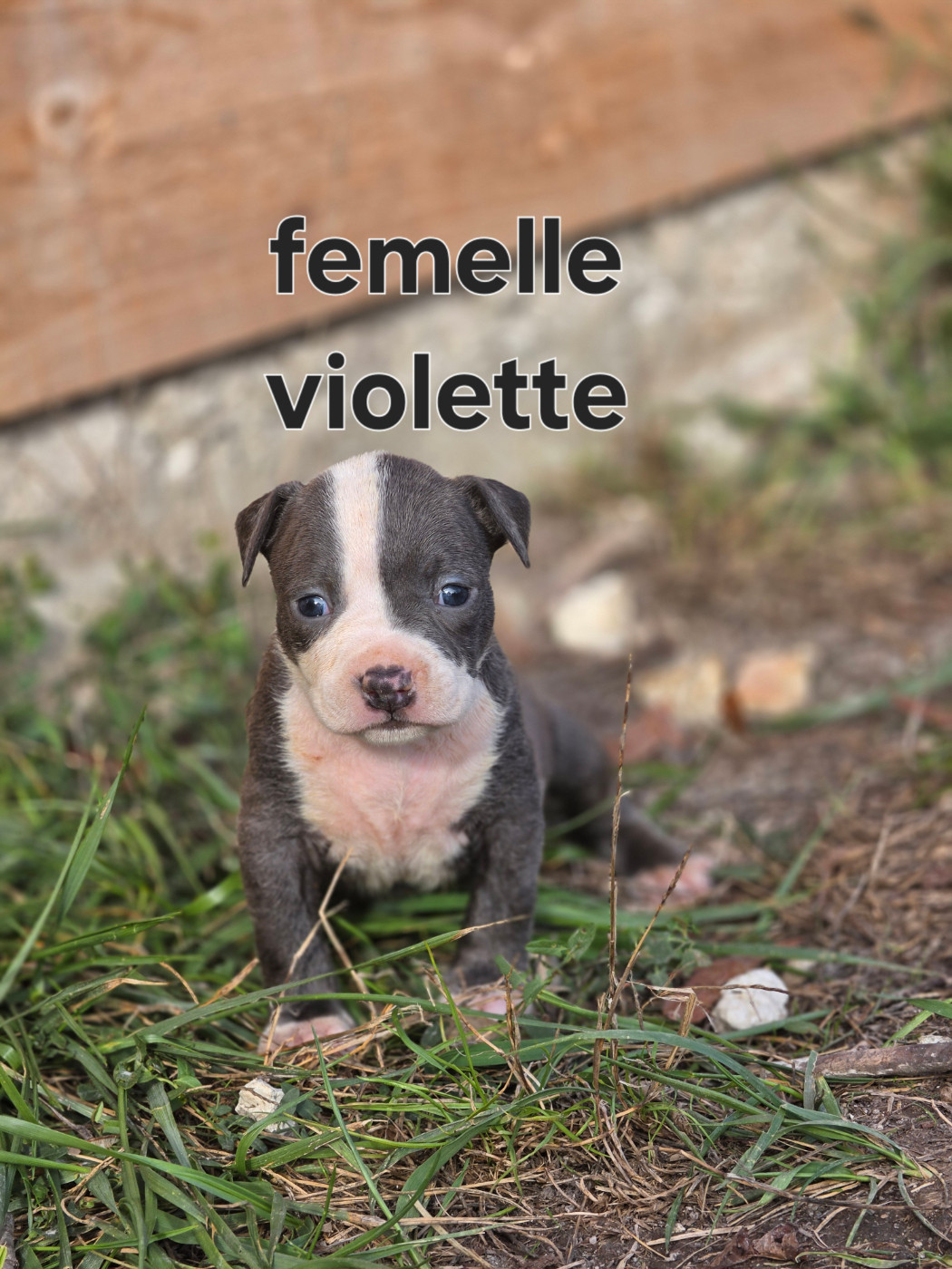 du Royaume de Tchikos - Chiots disponibles - American Staffordshire Terrier