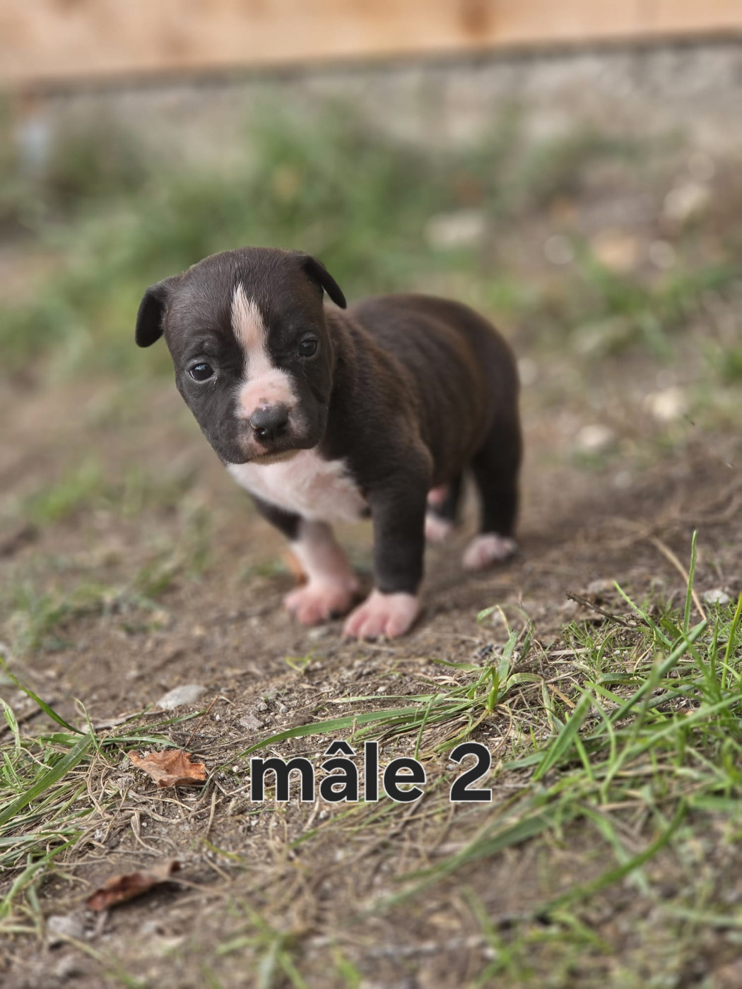 du Royaume de Tchikos - Chiots disponibles - American Staffordshire Terrier