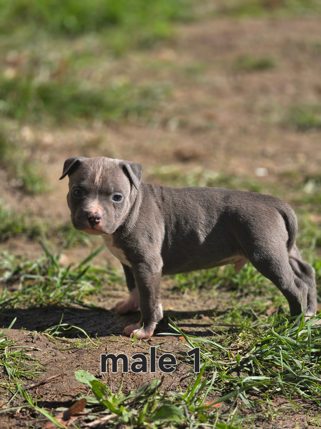 du Royaume de Tchikos - Chiots disponibles - American Staffordshire Terrier